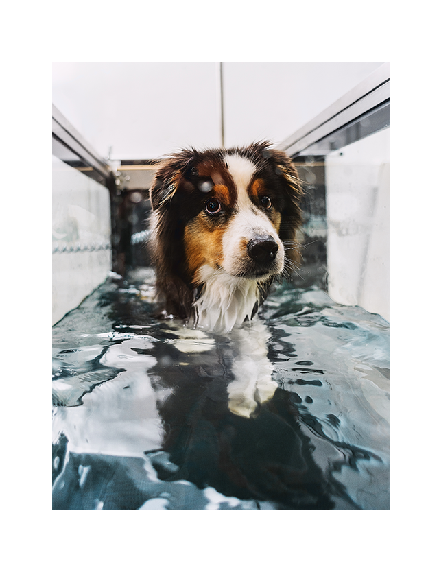 Unterwasserlaufband für Hunde
